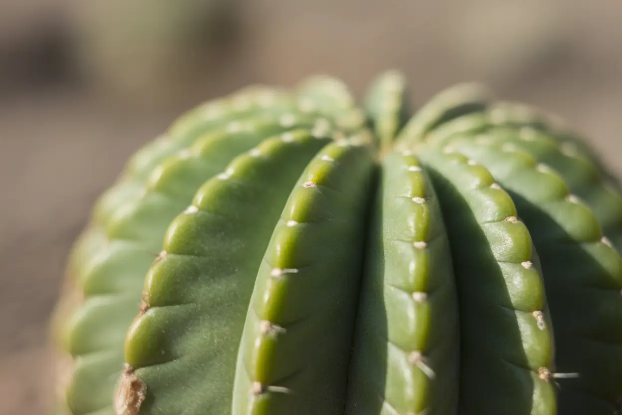A detailed close-up of a peyote cactus in a desert, showing its green button-like tops.