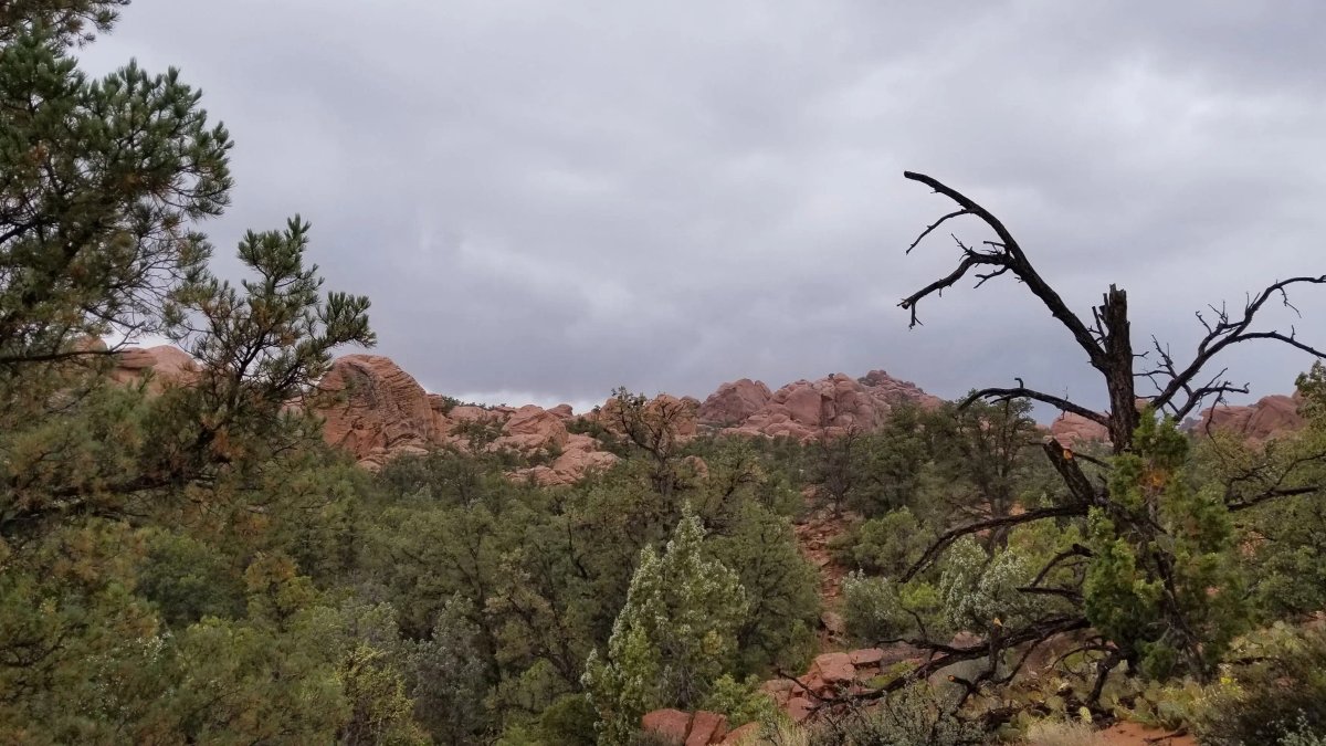 Star Guides Wilderness - Image 2 of 20