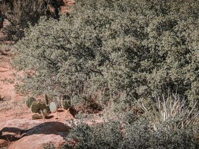 Star Guides Wilderness - Image 20 of 20